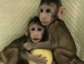 Людина – наступна: китайські вчені вперше в історії клонували мавп (ВІДЕО) фото 1