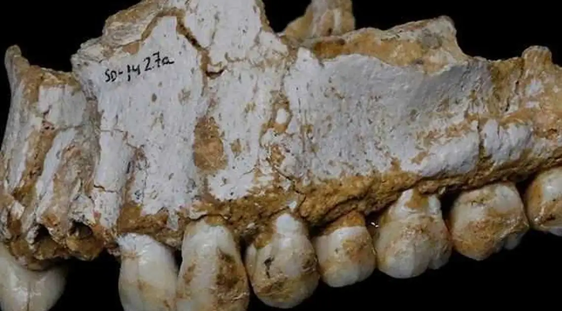 Вчені знайшли на зубах неандертальців сліди аспірину (ФОТО) фото 1