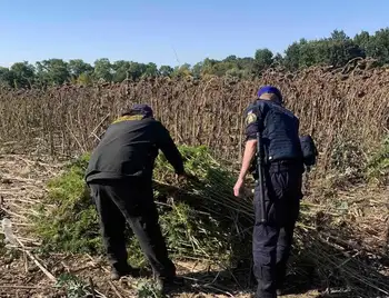 На Кіровоградщині на полі соняшників знайшли понад 2 тисячі кущів конопель фото 1