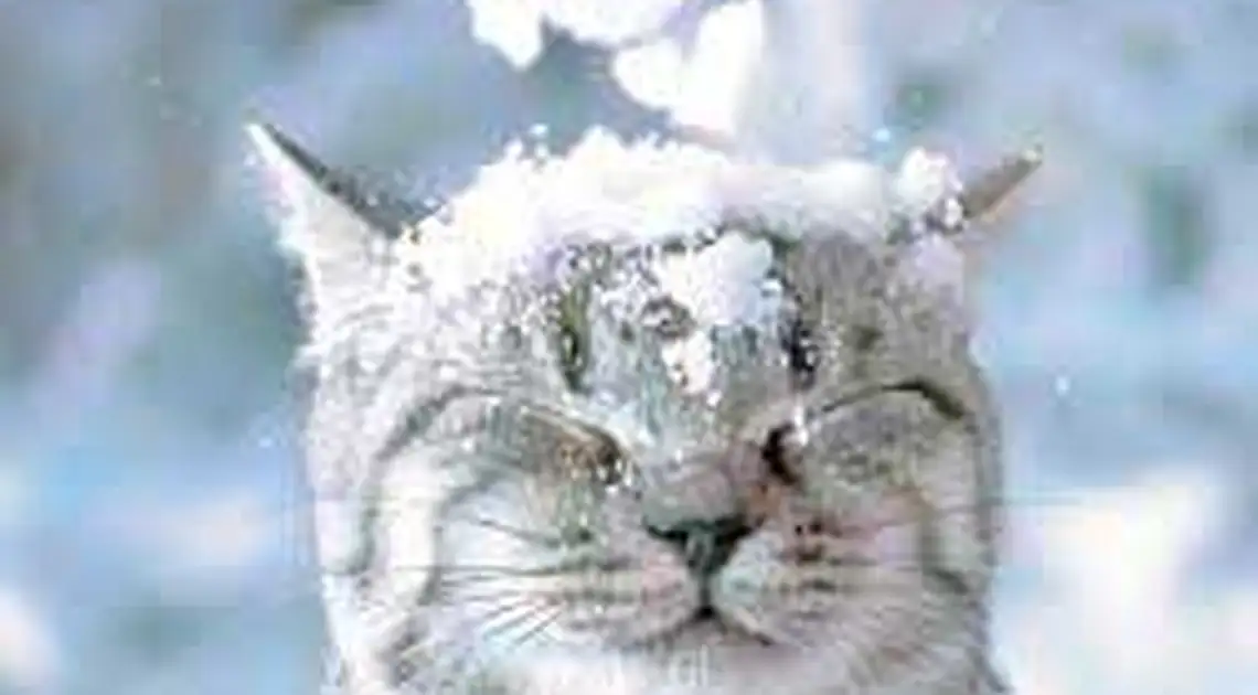 Синоптики розповіли коли чекати снігу в Україні та якою буде зима фото 1