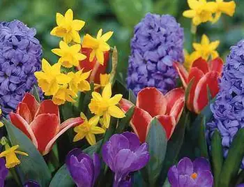 До 8 березня на Кіровоградщині планують реалізувати півтори тисячі квіток фото 1