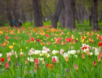 Кропивницький: у Дендропарку почали квітнути 3 мільйони тюльпанів (ФОТО) фото 1