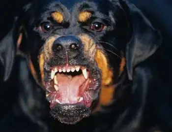 Жителя Кропивницького, який натравив собаку на чоловіка, звільнили від відповідальності фото 1