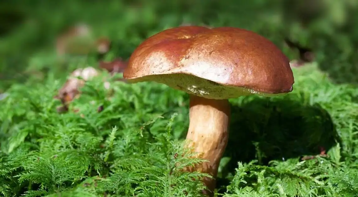 На Кіровоградщині 53-річна жінка отруїлася дикорослими грибами фото 1