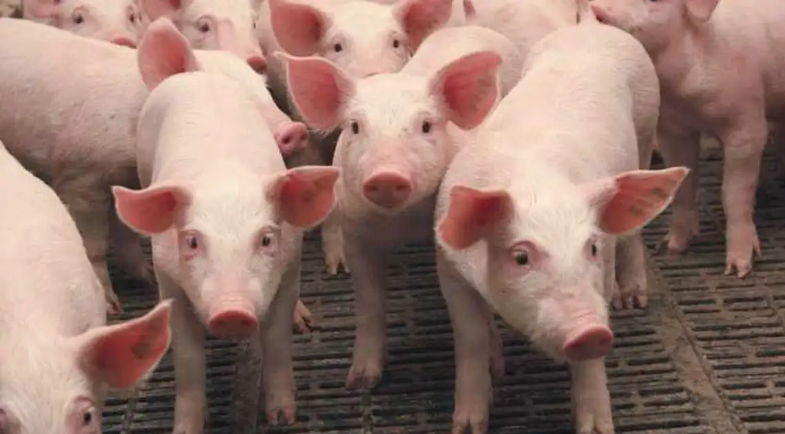 На Кіровоградщині зафіксовано спалах африканської чуми свиней фото 1