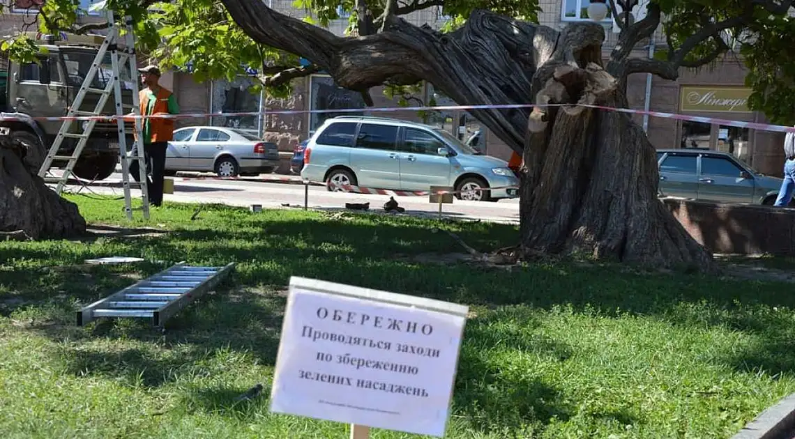 На центральній площі Кропивницького розпочали порятунок катальпи (ФОТО) фото 1