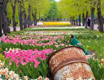 Понад 3 мільйони тюльпанів: у Дендропарку Кропивницького повідомили, коли відкриють сезон фото 1
