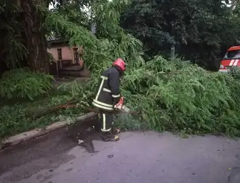 Негода в Кропивницькому: сильний вітер повалив низку дерев на вулицях міста (ФОТО) фото 1