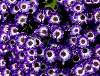У Кропивницькому цьогоріч висадять майже 300 тисяч квітів фото 1