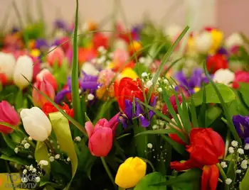 Жителі Кропивницького висловили свою думку про квіти на 8 березня (ВІДЕО) фото 1