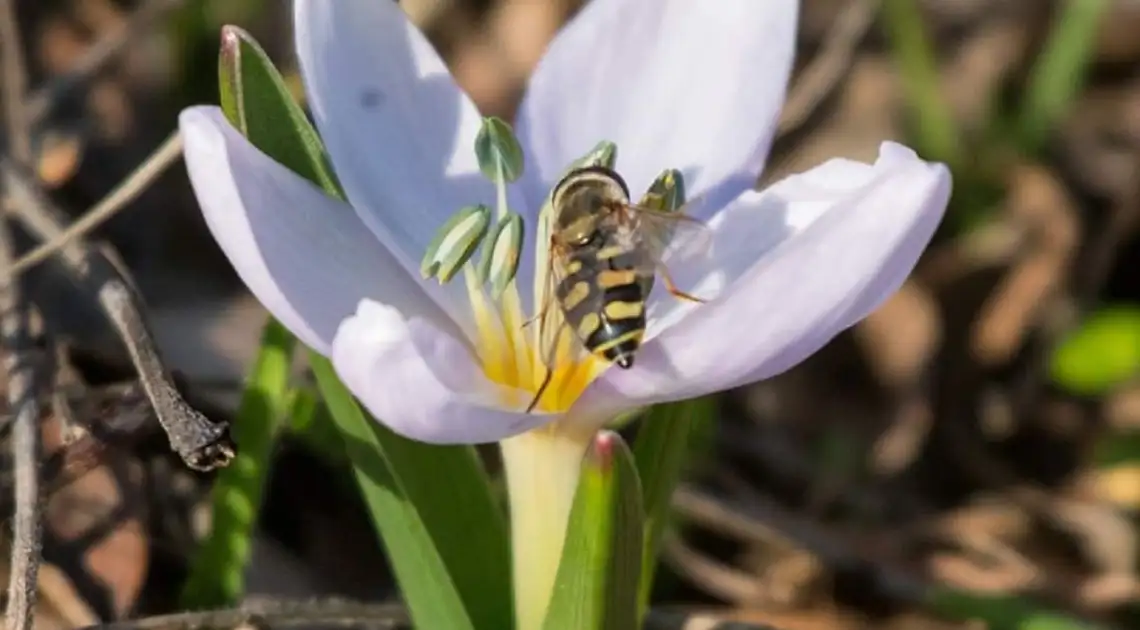 бджола на квітці