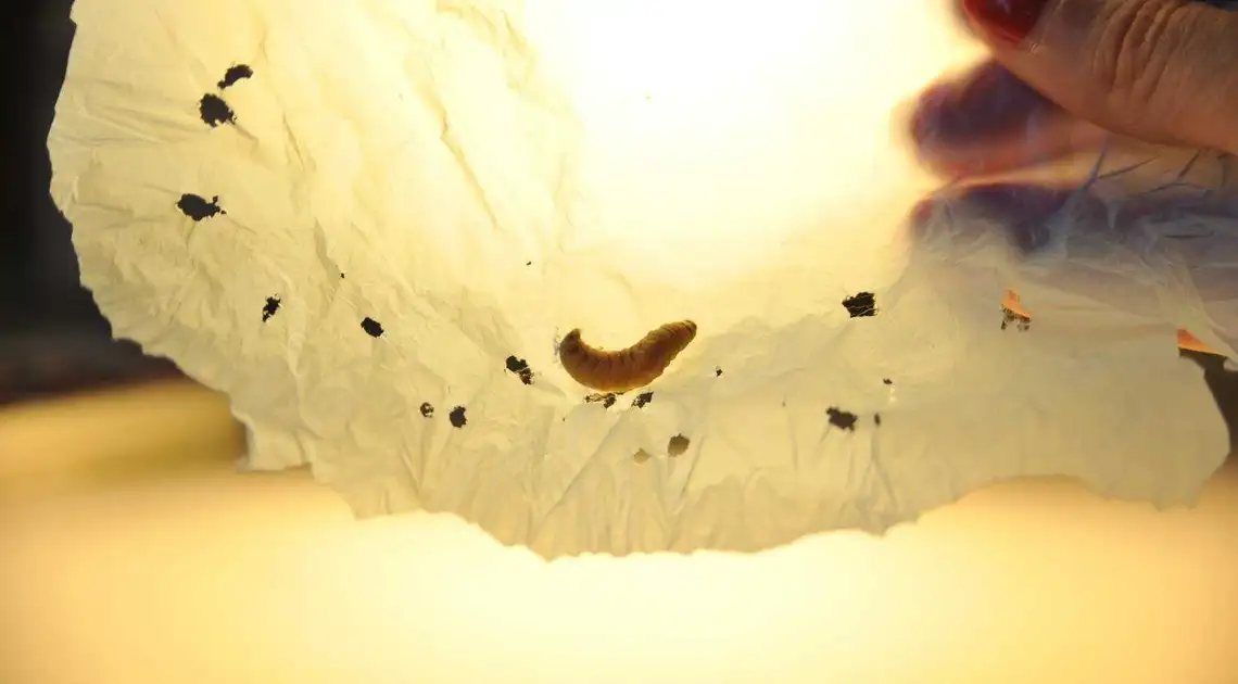 Дівчина з України знайшла личинок, що їдять пластик та виграла золоту медаль США (ВІДЕО) фото 1