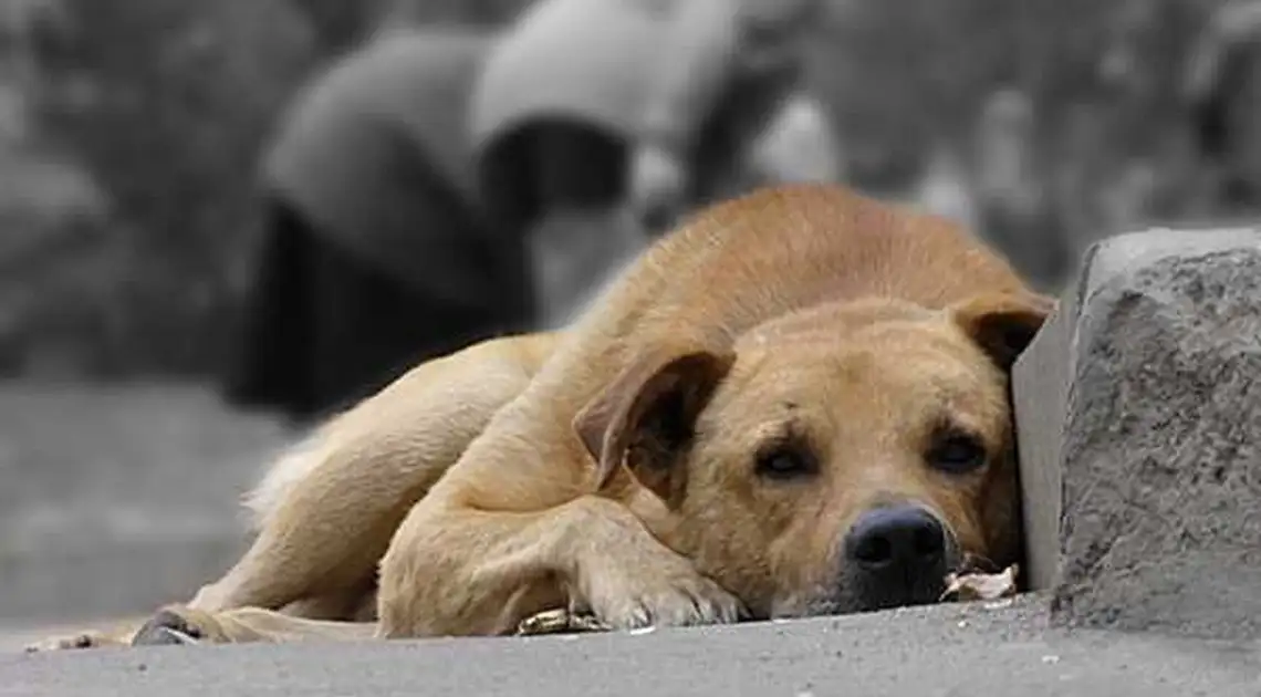 У Кропивницькому 46-річну жінку підозрюють у масовому отруєнні собак фото 1