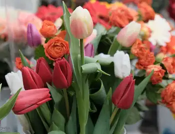 Вуличні квіти: святкова торгівля у Кропивницькому (ФОТОРЕПОРТАЖ) фото 1
