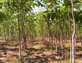 На Кіровоградщині з’явиться гігантський горіховий сад (ФОТО) фото 1