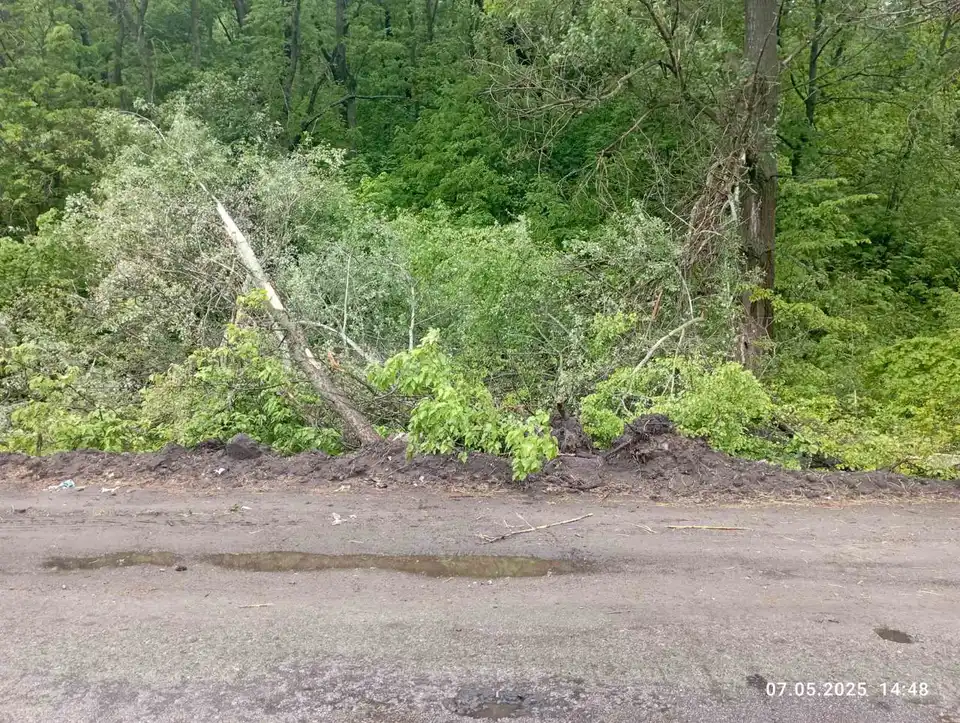 знищили дерева у лісосмузі