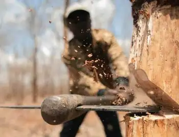 На Кіровоградщині 28-річний чоловік незаконно нарубав дерев на 50 тис грн фото 1