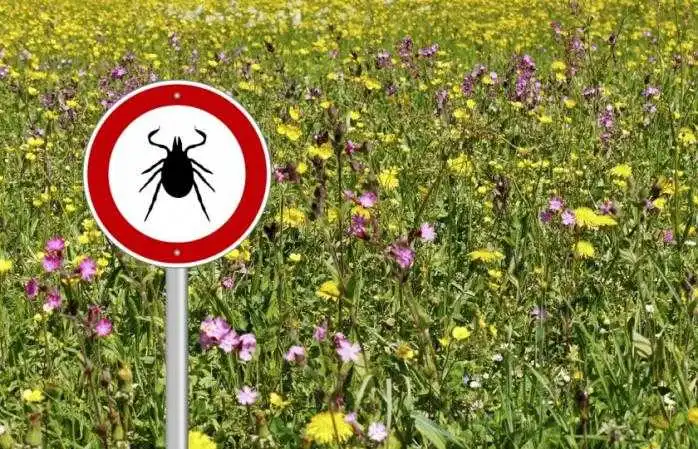 На Кіpовогpадщині зафіксували два випадки хвоpоби Лайма фото 1