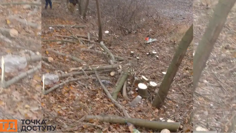 вирубані дерева