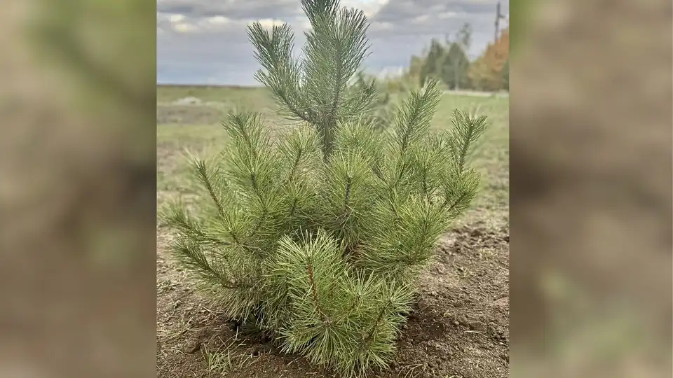 У Долинській висадять 100 Кримських сосен