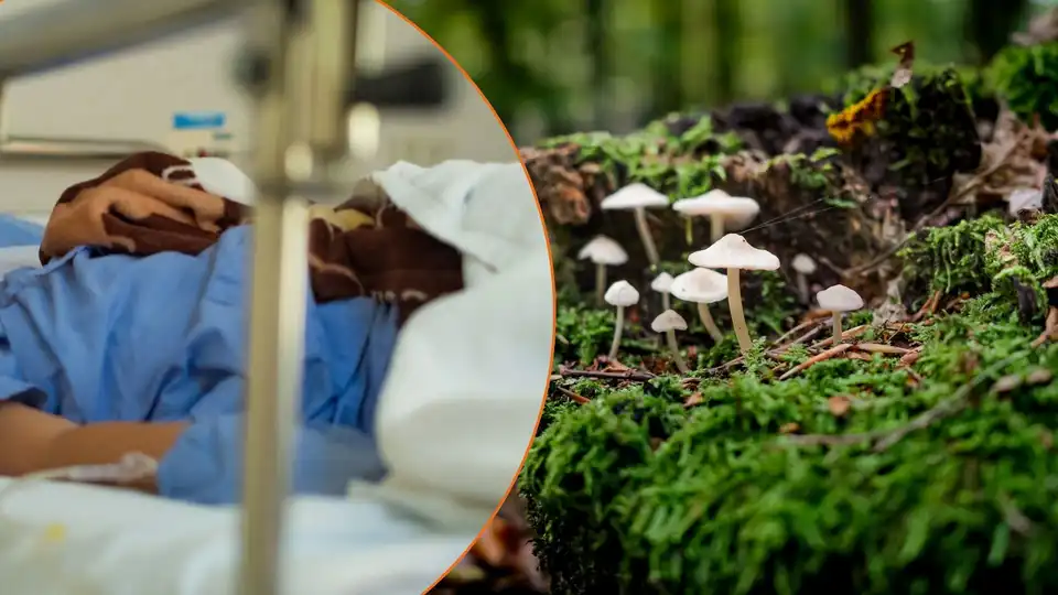 Отруїлася грибами 4-річна дівчинка з Кропивницького: її госпіталізували