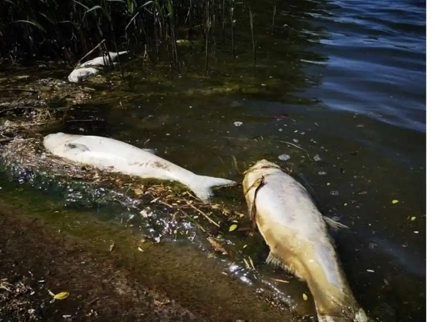 Кpопивницький: люди скаpжаться пpо загибель pиби у pічці Сугоклея (ФОТО)