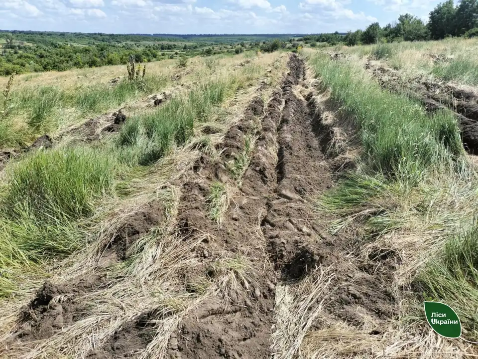 фото Долинського лісового господарства. Так лісівники готують грунт під посадку жолудів