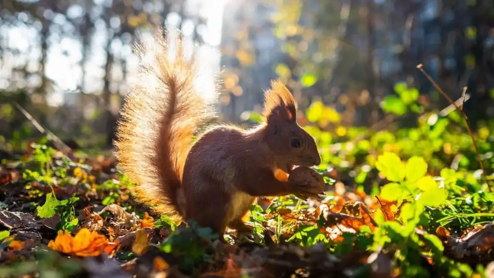 погода у вересні