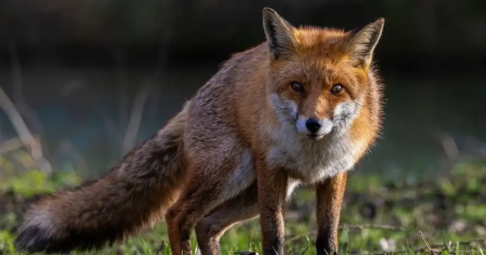 скажена лисиця