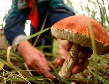54-річний кропивничанин отруївся грибами фото 1