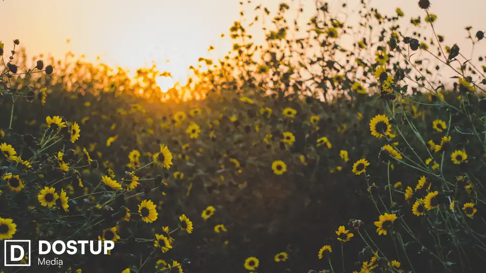 погода у Кропивницькому і області