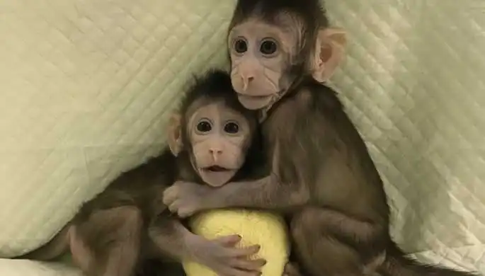 Людина – наступна: китайські вчені вперше в історії клонували мавп (ВІДЕО)