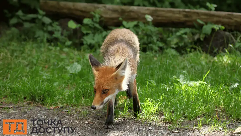 Сказ у лисиці виявили в Гайворонській громаді