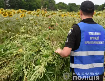 На Кіровоградщині знищили один із найбільших посівів конопель (ФОТО) фото 1