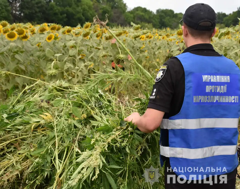 На Кіровоградщині знищили один із найбільших посівів конопель (ФОТО)