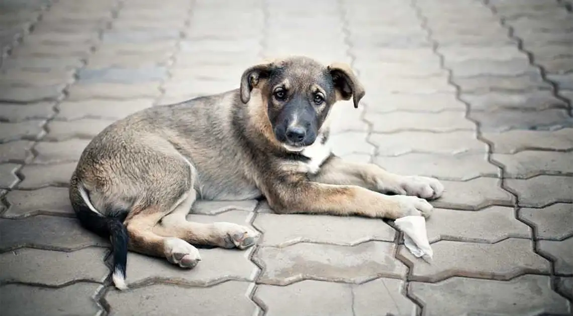 Притулок для бродячих собак з Кіровограда можуть відкрити в селі Катеринівка фото 1