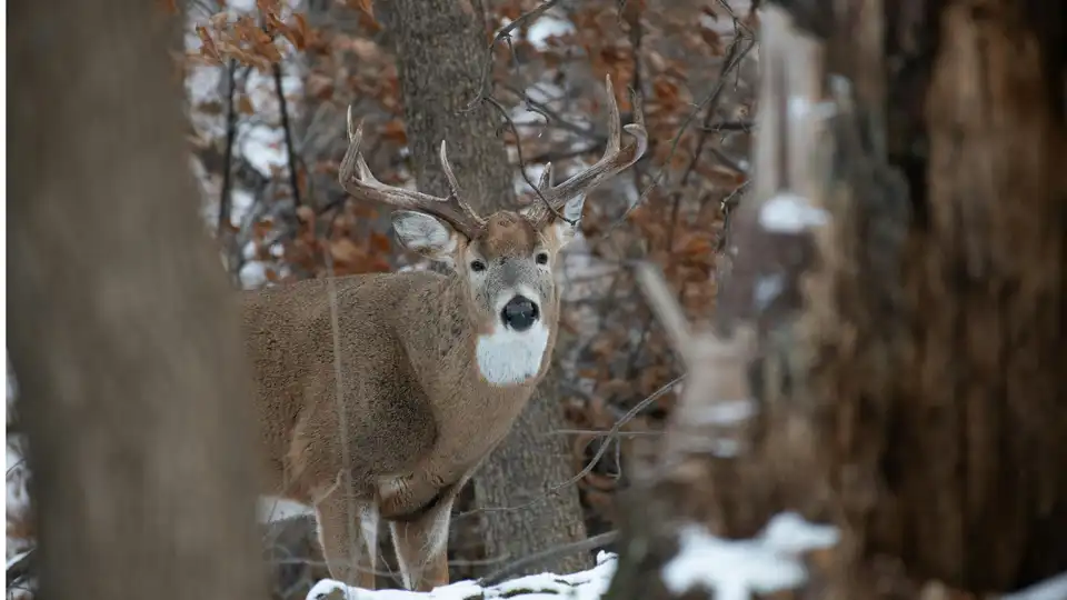 Сезон полювання не відкривали: у Кіровоградській області виявили вбитого оленя