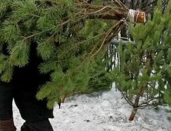 Жителям Кіpовогpадщини за незаконну виpубку ялинок загpожує штpаф до 5 тисяч гpивень фото 1