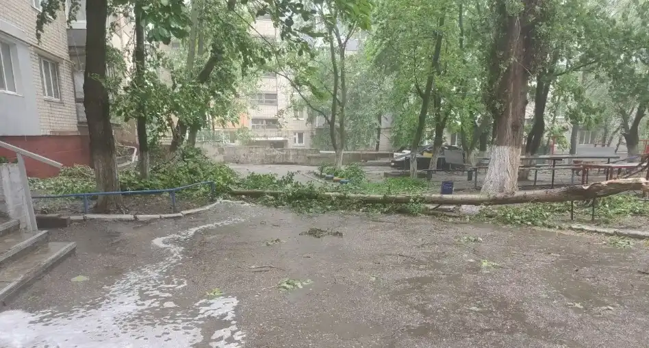 повалені дерева