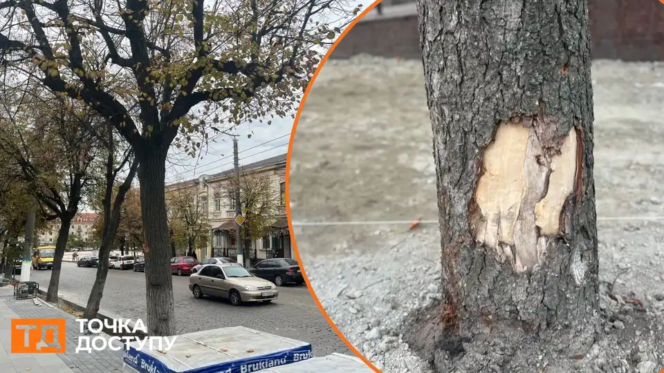 Не менше 20 дерев у Кропивницькому пошкодили під час ремонту тротуарів: що з ними буде