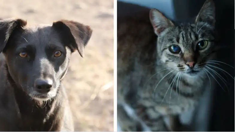 Безпритульні тварини