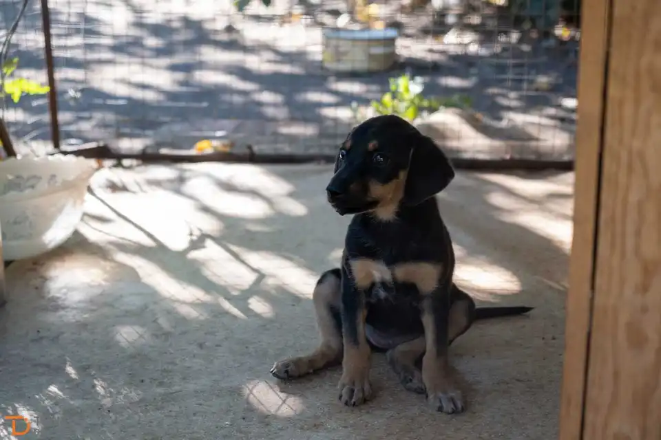 безпритульні тварини
