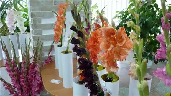 На Кіровоградщині відкрили всеукраїнську виставку гладіолусів (ФОТО)