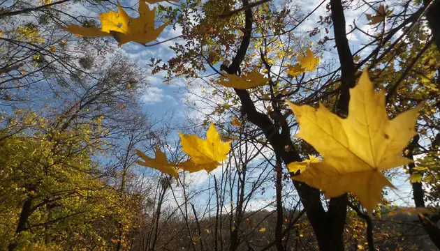 вітер