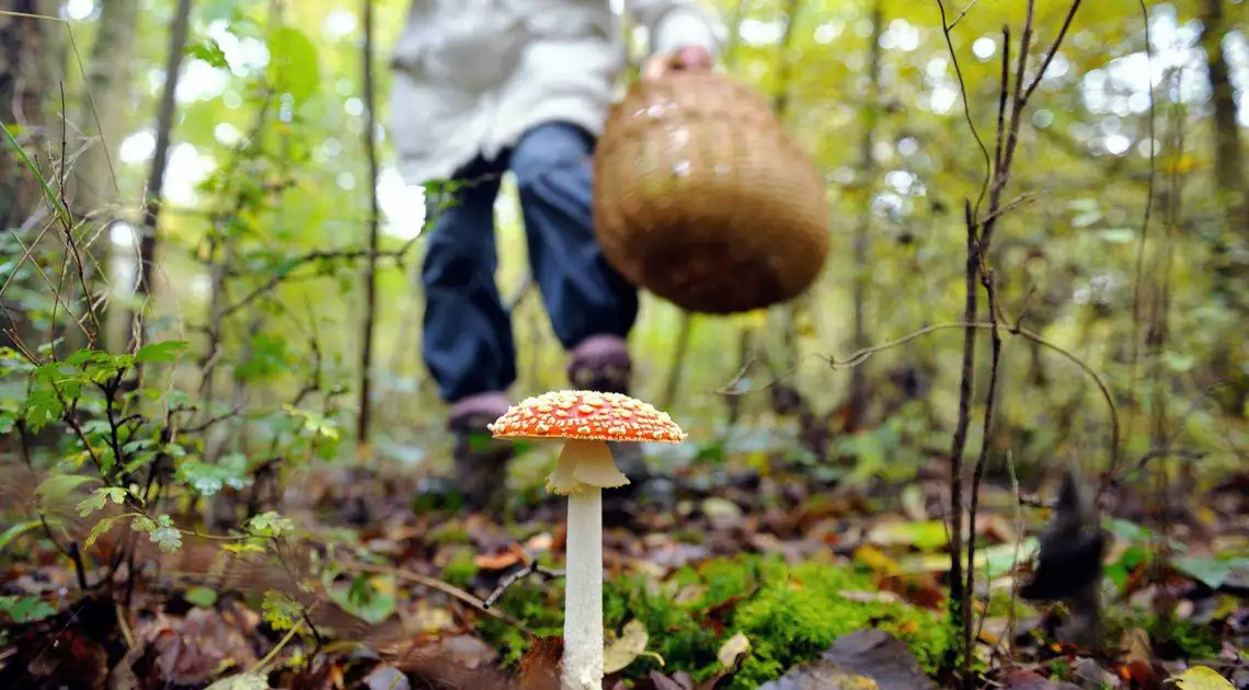 Кіровоградщина: ще троє людей отруїлися грибами, один з них — у важкому стані фото 1