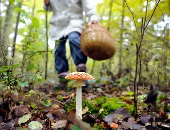 Кіровоградщина: ще троє людей отруїлися грибами, один з них — у важкому стані фото 1