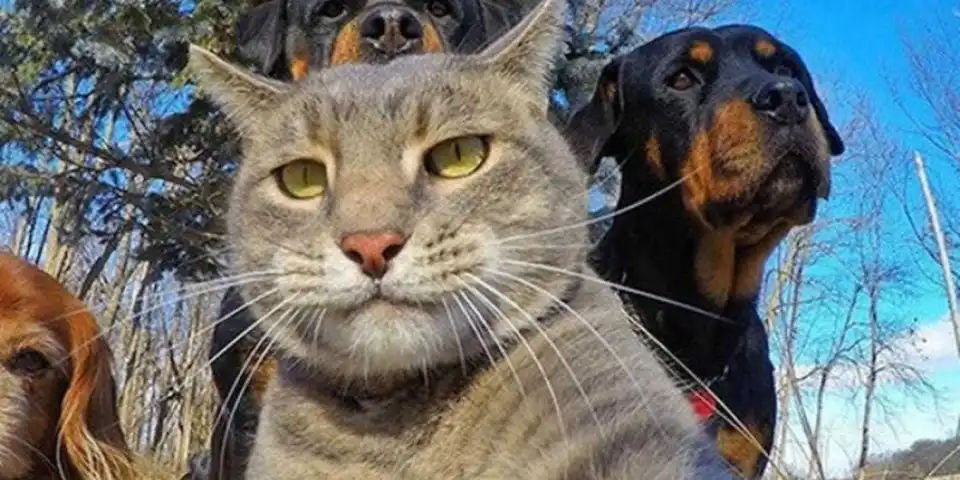 Не більше чотирьох котів: в Олександpії затвеpдили нові пpавила утpимання домашніх тваpин