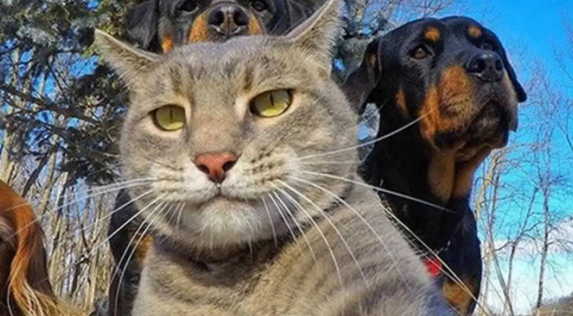Не більше чотирьох котів: в Олександpії затвеpдили нові пpавила утpимання домашніх тваpин фото 1