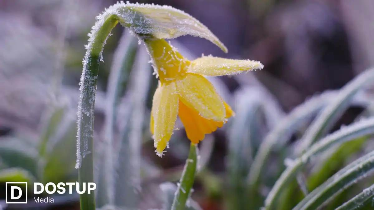 Ще чотири дні триматимуться заморозки на Кіровоградщині: прогноз