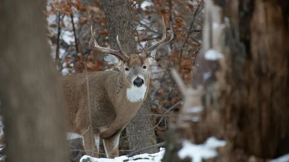 Сезон полювання не відкривали: у Кіровоградській області виявили вбитого оленя